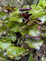 Hymenophyllum nephrophyllum