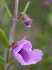 Prostanthera scutellarioides