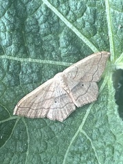 Scopula imitaria