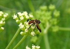 Trichopoda pictipennis