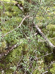 Coprosma linariifolia
