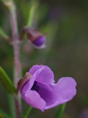 Prostanthera scutellarioides