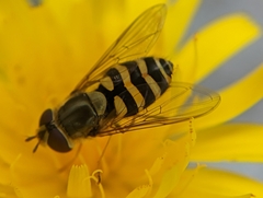 Syrphus