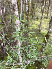 Coprosma linariifolia