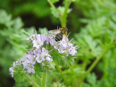 Eristalis nemorum