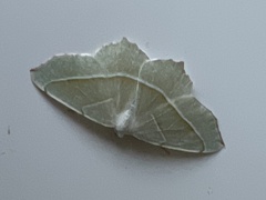 Campaea margaritaria