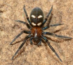 Titanoeca quadriguttata