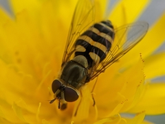 Syrphus