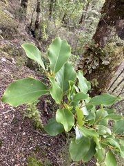 Griselinia littoralis