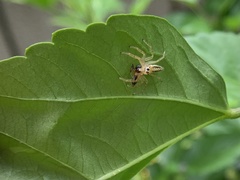 Telamonia