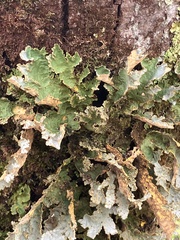Yarrumia colensoi