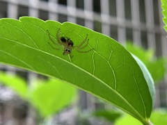 Telamonia