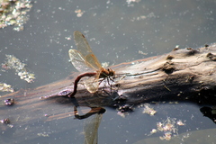 Aeshna grandis