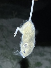 Muroidea