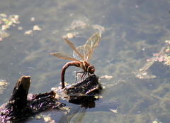 Aeshna grandis