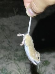 Muroidea