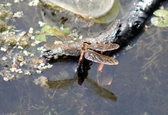 Aeshna grandis