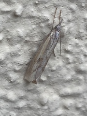Agriphila inquinatella