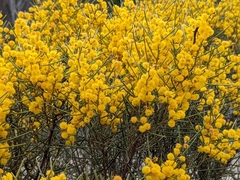 Acacia nematophylla