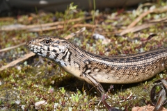 Liopholis multiscutata