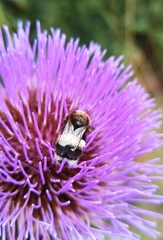 Bombus terrestris