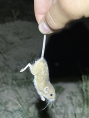 Muroidea