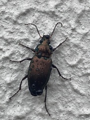 Poecilus cupreus
