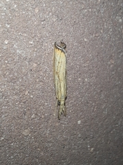 Agriphila vulgivagellus