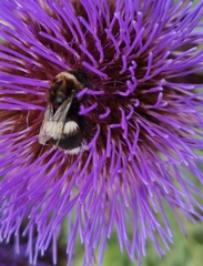 Bombus terrestris