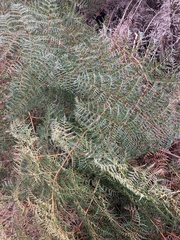 Pteridium esculentum