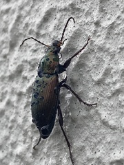 Poecilus cupreus