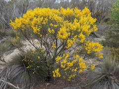 Acacia nematophylla