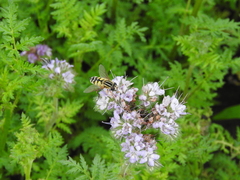 Helophilus trivittatus