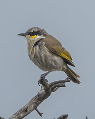 Gavicalis virescens
