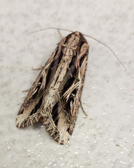 Noctuinae