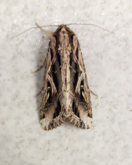 Noctuinae