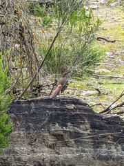 Drymodes brunneopygia