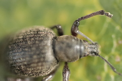 Otiorhynchus