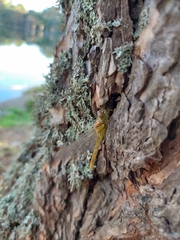 Sympetrum striolatum