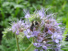 Bombus sylvarum