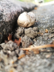 Lycoperdon pratense