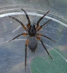 Gnaphosa bicolor