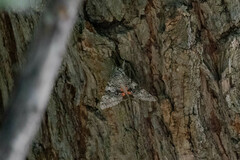 Catocala semirelicta