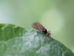 Empidoidea