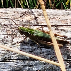 Omocestus