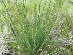 Linum marginale