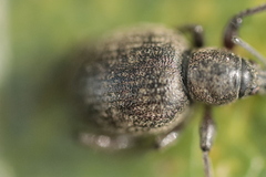 Otiorhynchus
