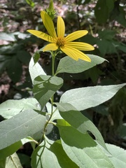 Helianthus decapetalus