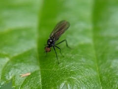 Empidoidea