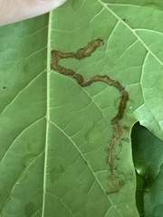 Stigmella aceris